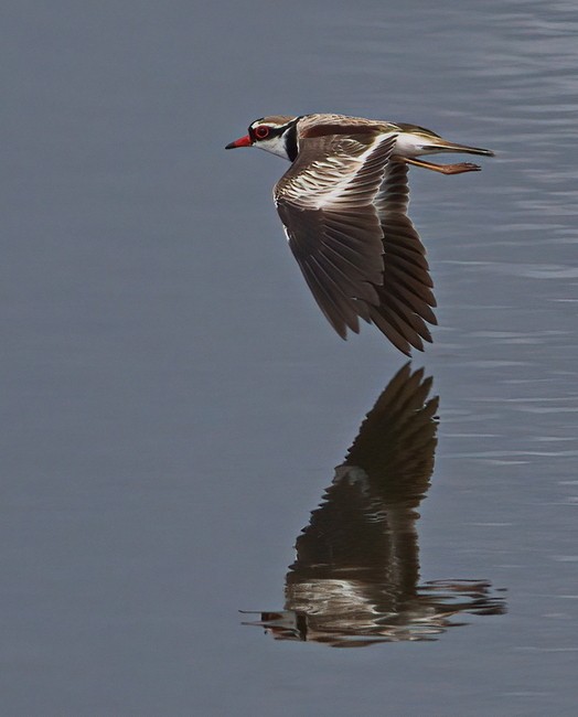 Black-fronted Dotterel
